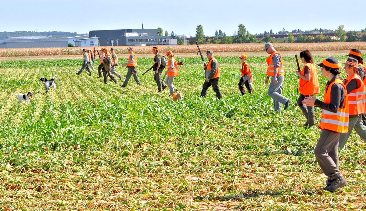 Rotfuchs in freier Wildbahn