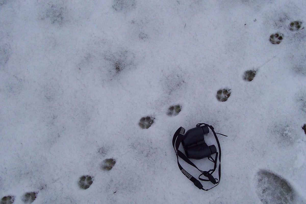 Rotfuchs – Trittsiegel im Schnee