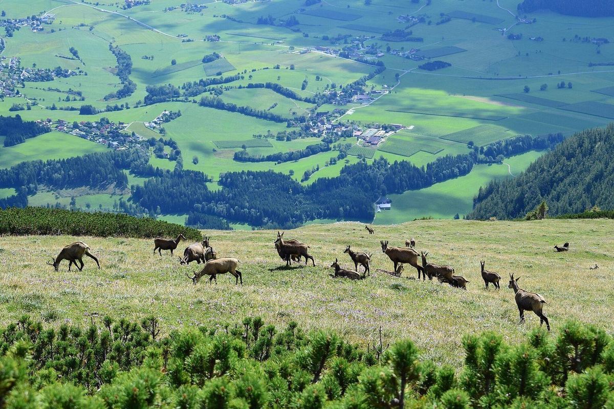 Gämsen an der Südseite des Grieskogels im Reiting-Massiv (Eisenerzer Alpen, Steiermark).