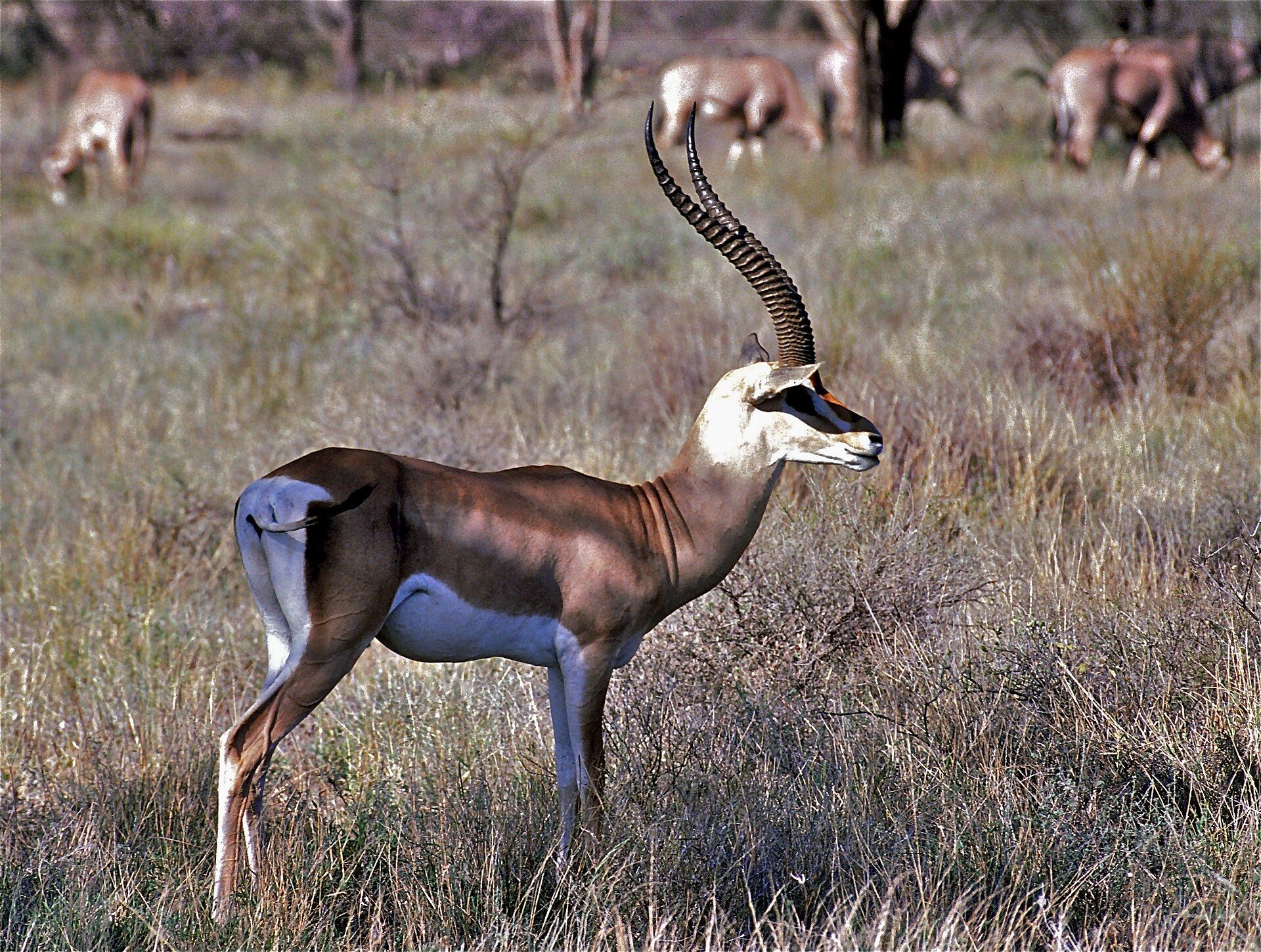 Grantgazelle in der Savanne mit leierförmigen Hörnern