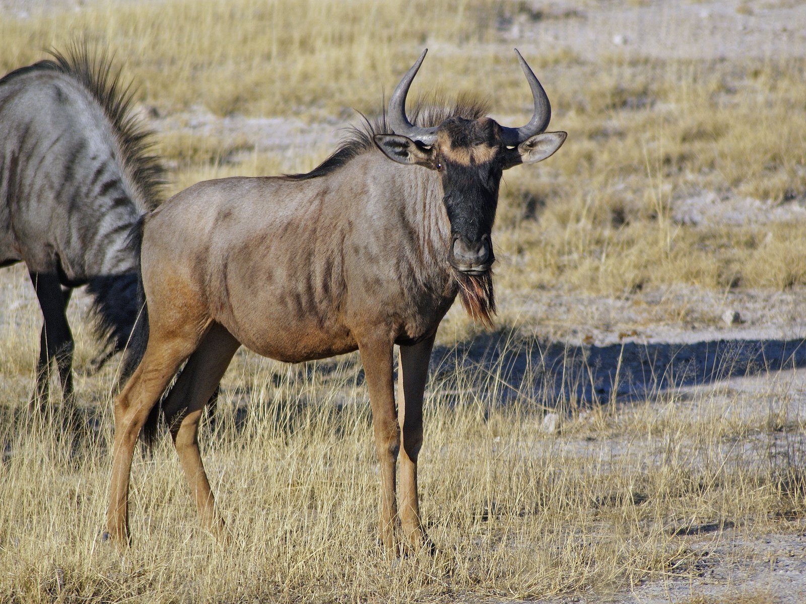Reifer Streifengnu-Bulle mit starker Hornbasis im Etosha-Nationalpark
