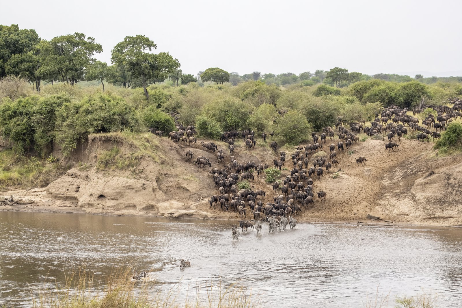 Gnus bei der spektakulären Überquerung des Mara-Flusses während der Großen Migration