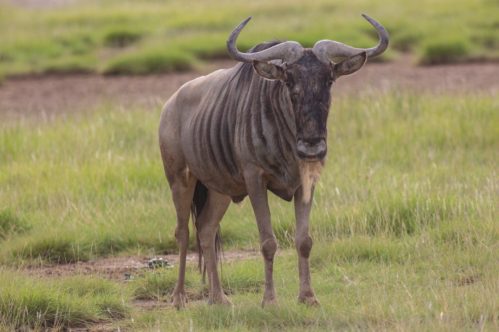 Streifengnu im Amboseli-Nationalpark mit typischer V-Trägerhaltung und Bart