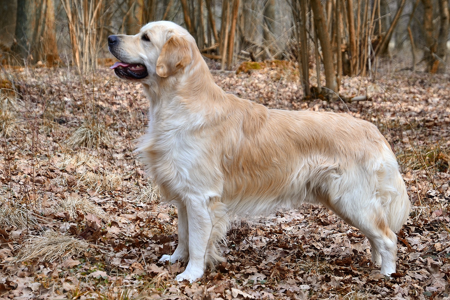 Golden Retriever (im jagdlichen Einsatz), Jagdhund