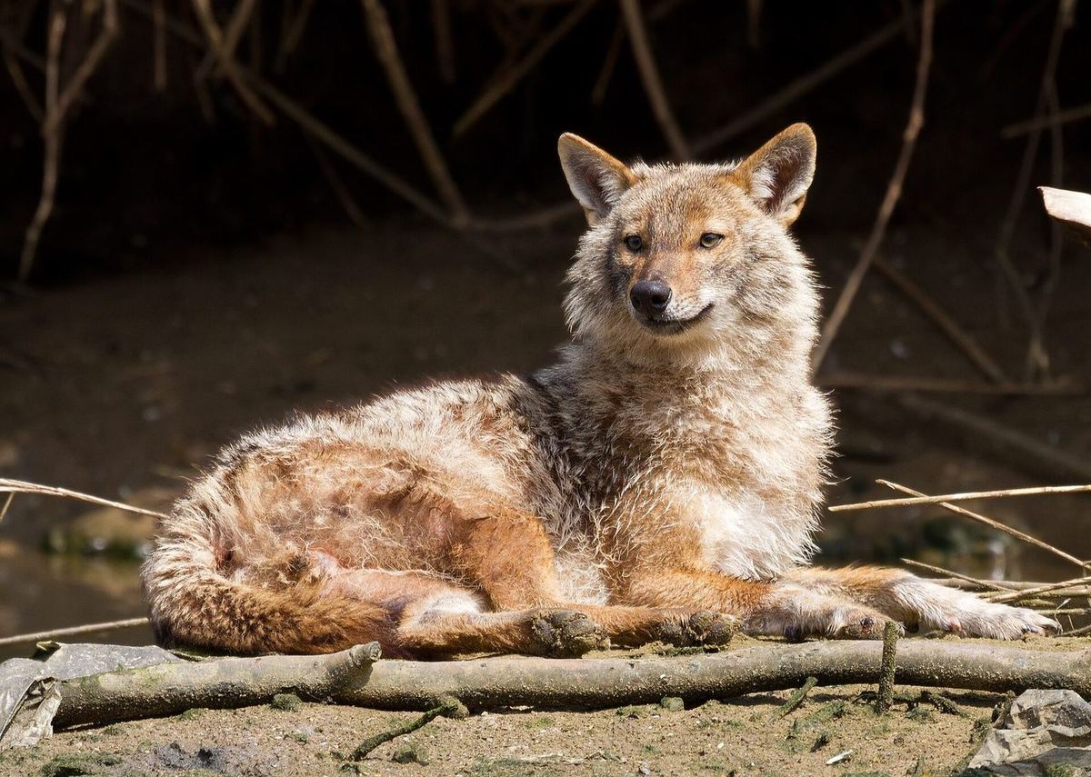 Goldschakal liegt in der Sonne an einem schlammigen Ufer vor Schilf und blickt zur Seite; das Fell an der Flanke ist struppig und schütter