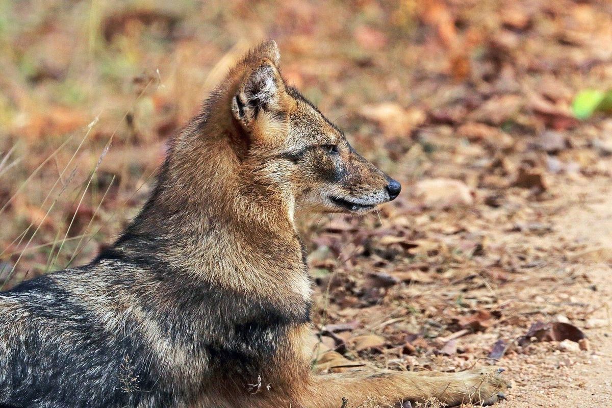Kopf und Vorderkörper eines liegenden Goldschakals im Profil nach rechts auf trockenem Laubboden