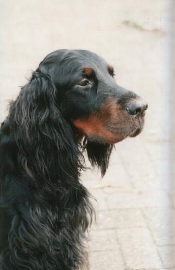Gordon Setter