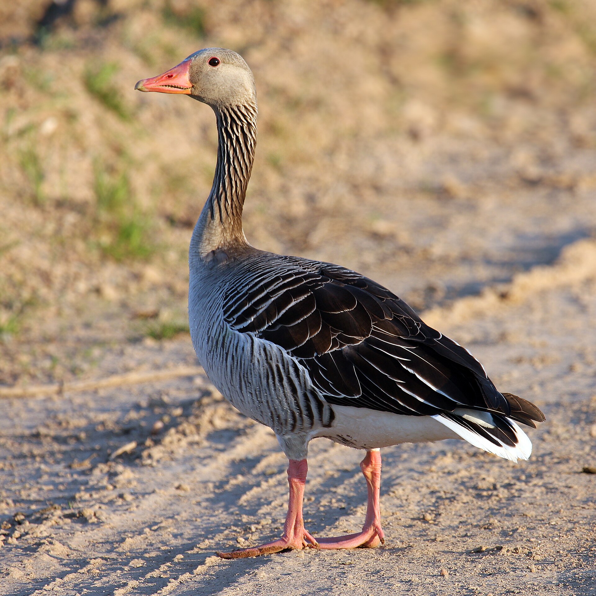 Greylag Goose