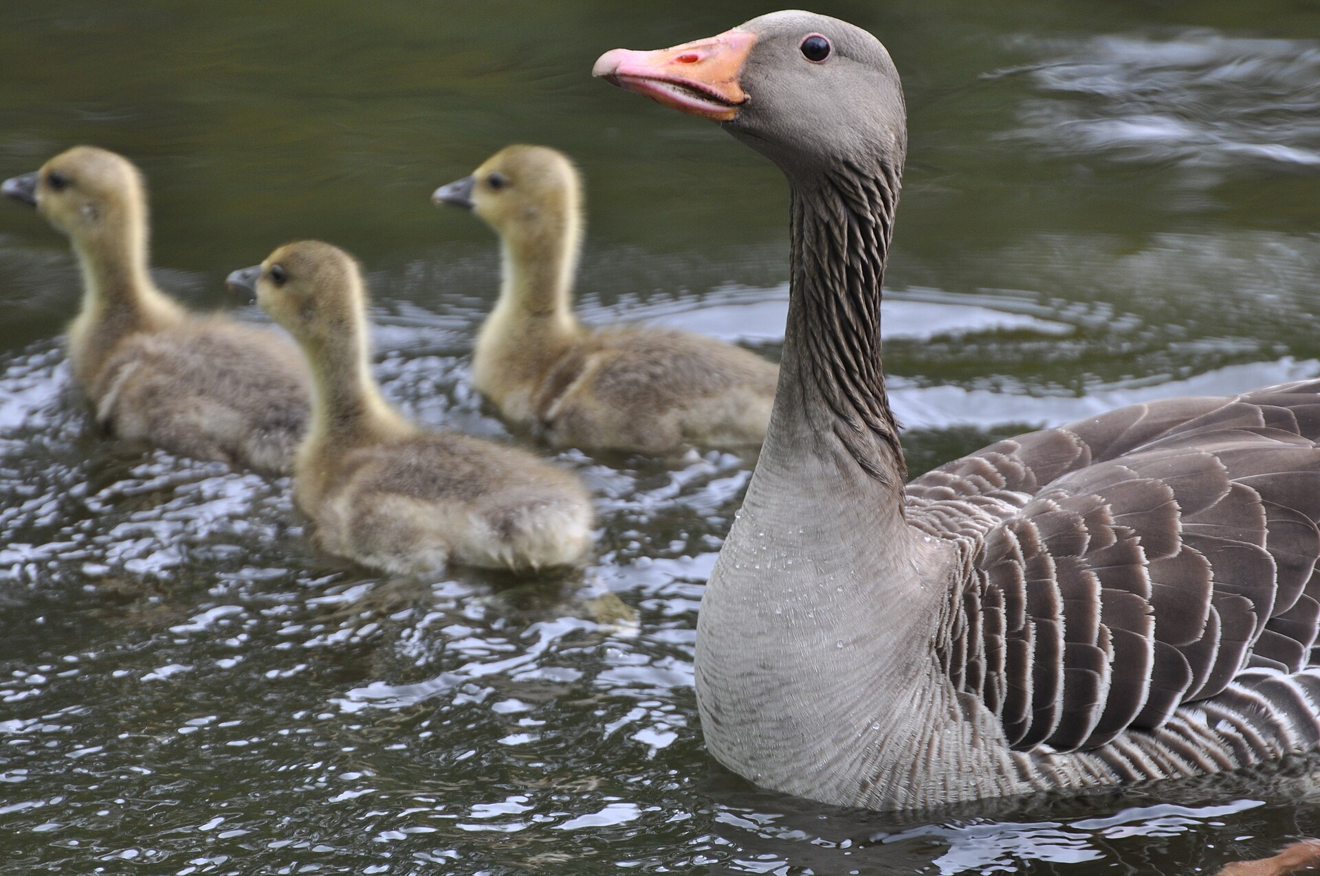 Greylag adult with chicks in Kirchwerder, Hamburg
