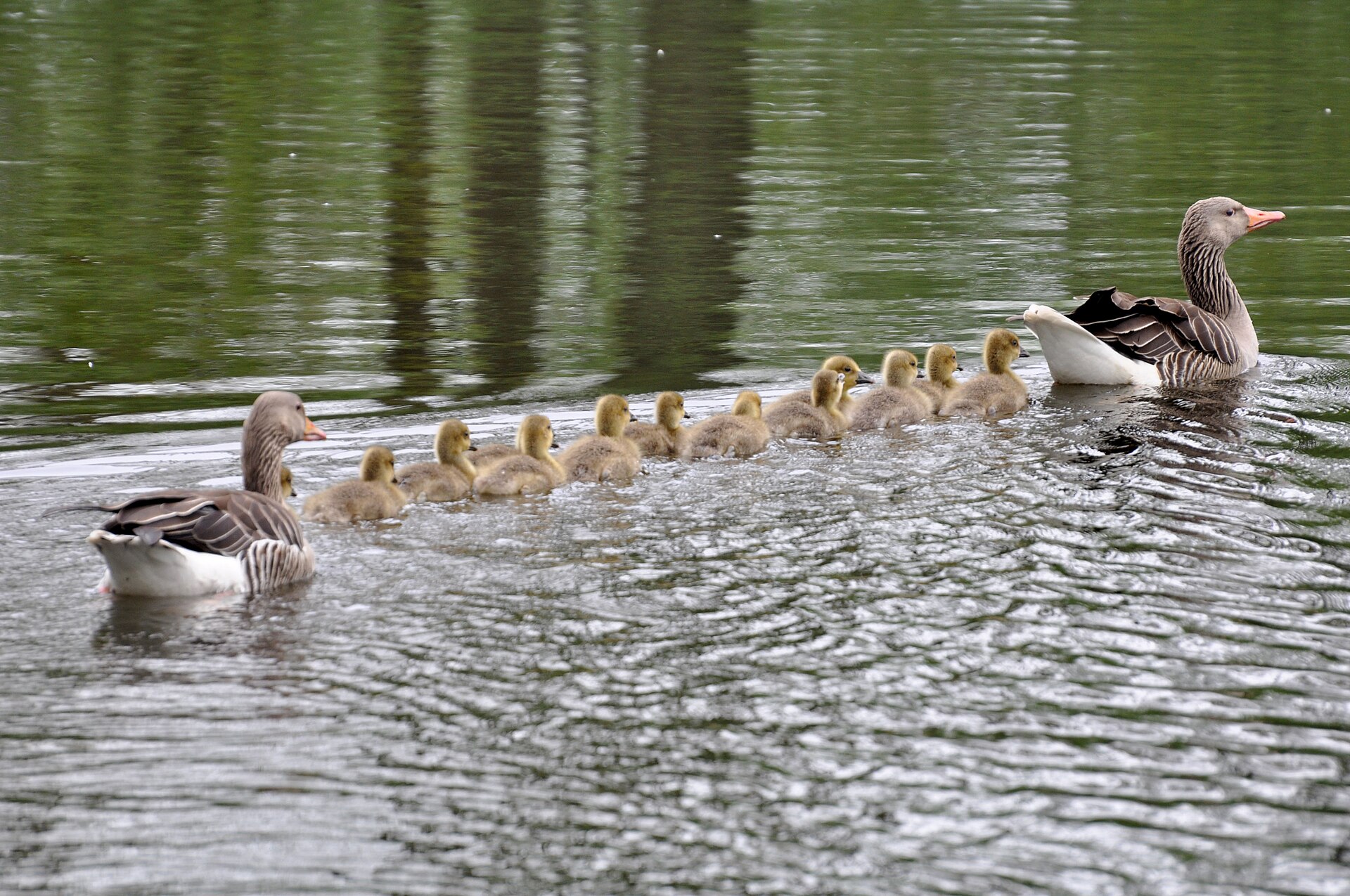 Greylag familiy in Kirchwerder, Hamburg