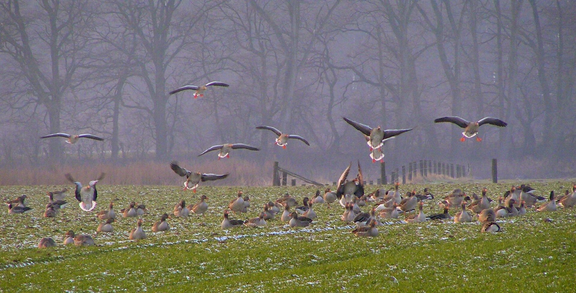 Greylag goose ( Anser anser ) colony at the in the meadows of the Lippe river in Dorsten, Germany