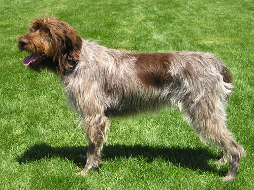 Griffon Korthals, drahtiges Vorstehhundfell im Stand
