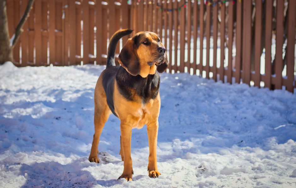 Hannoverscher Schweißhund