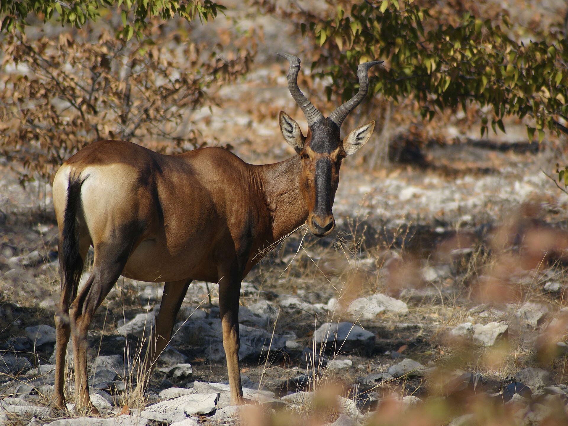 Kuhantilope (Hartebeest) in offener Savanne, langes Gesicht und geknickte Hoerner