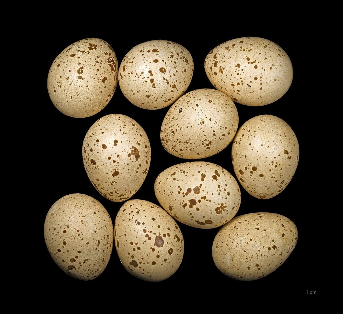 Haselhuhn-Ei aus einer Eiersammlung, Fundort Haapajärvi in Finnland