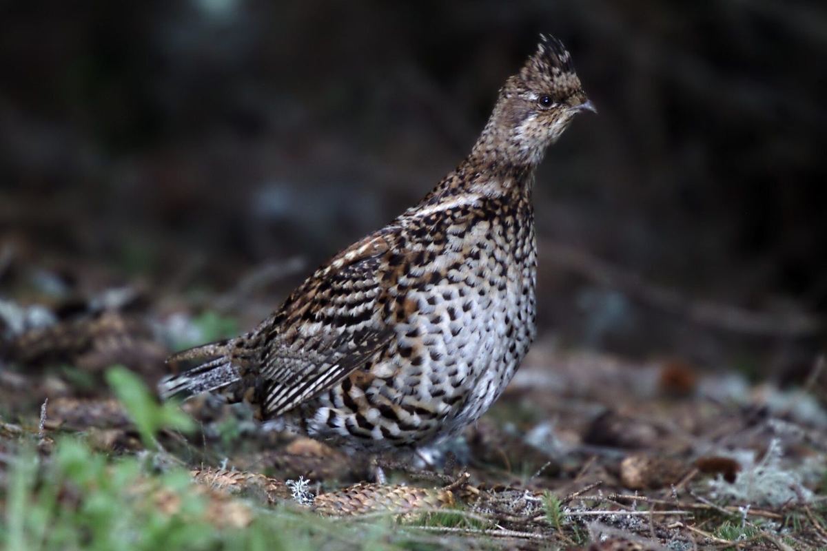 Haselhuhn mit aufgestellter Holle steht seitlich am dunklen Waldboden zwischen Fichtenzapfen; helle, gefleckte Kehle (also Henne), dicht geschuppte Unterseite und weißer Schulterstreif