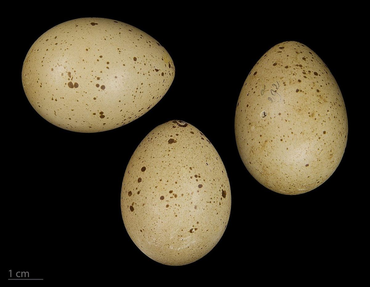 Haselhuhn – Gelege in einer Sammlung