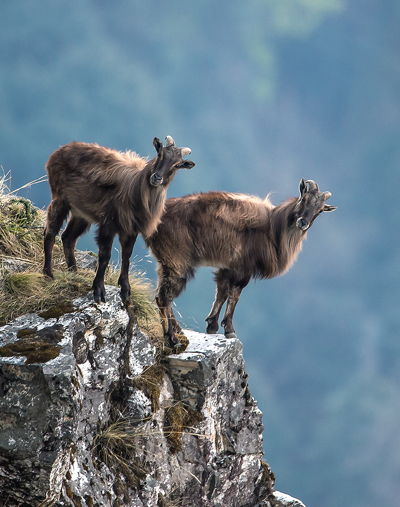 Himalayan tahrs ( Hemitragus jemlahicus ) in Kedarnath Wildlife Sanctuary, Uttarakhand, India.