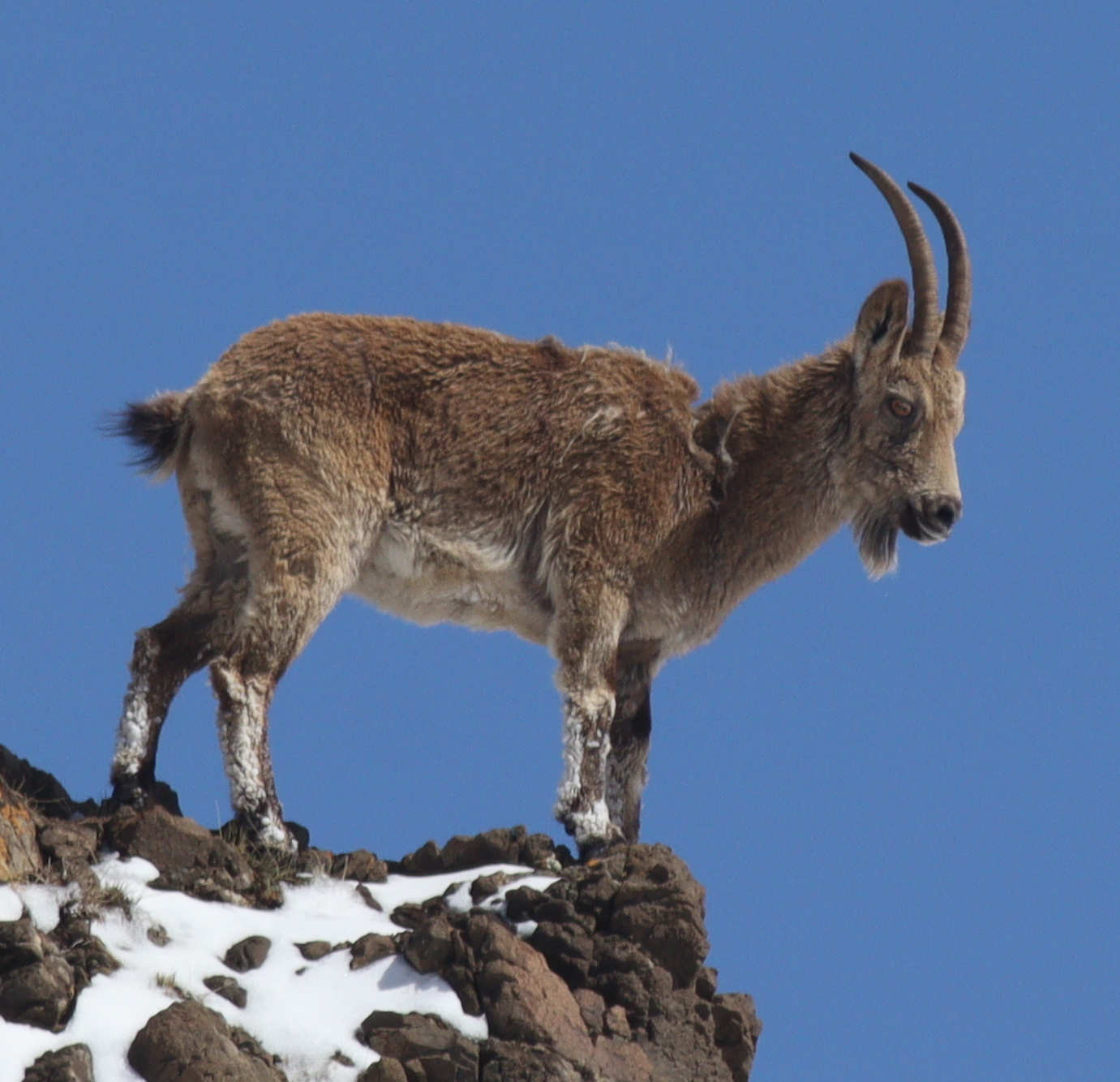 Siberian Ibex ( Capra sibirica ) in Mongolia