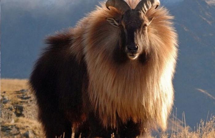 Image from the official website of Department of National Parks and Wildlife Conservation, Nepal.