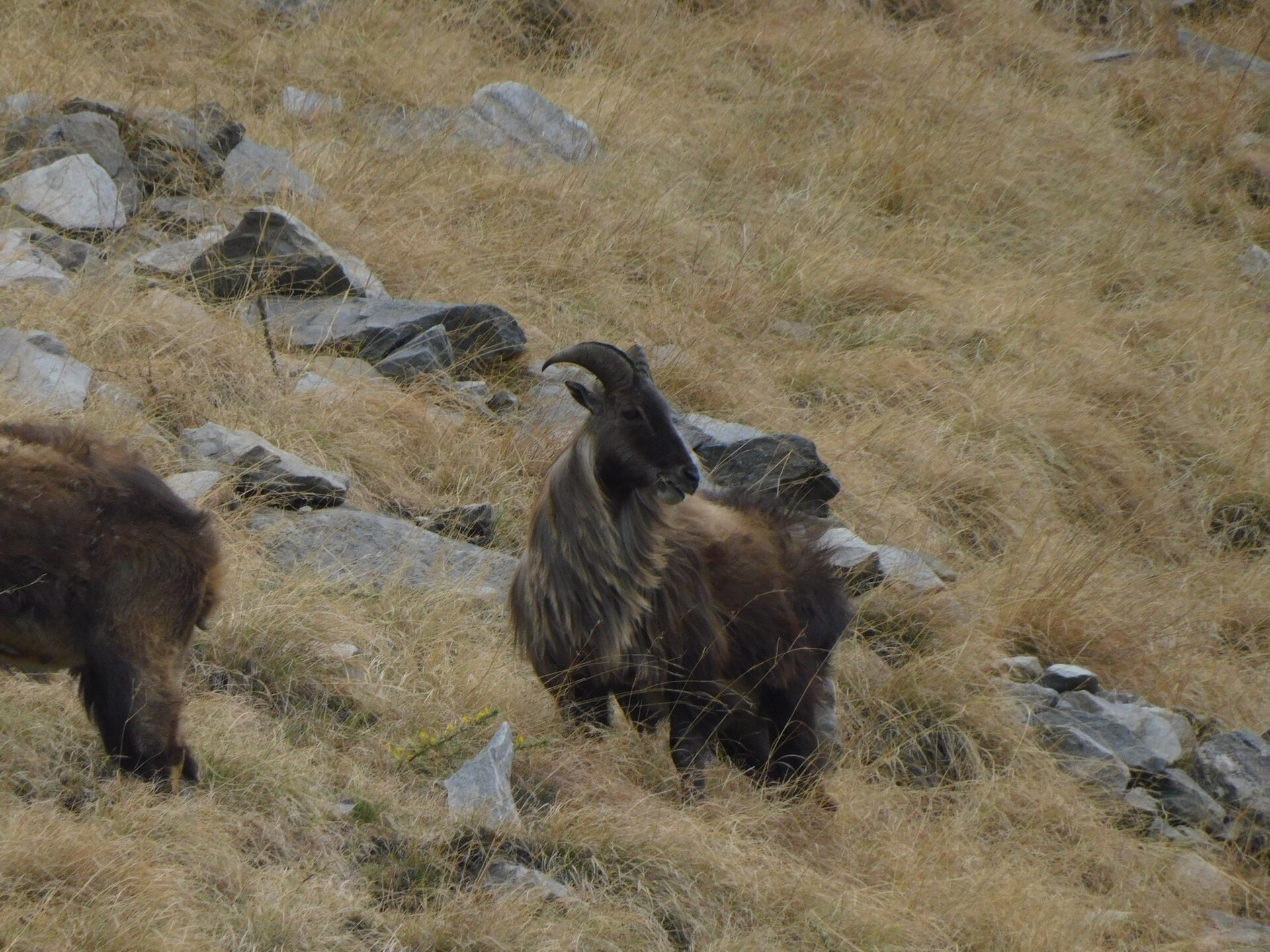 Himalayan Tahr ( Hemitragus jemlahicus ) in India