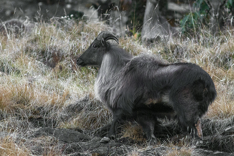 The species Himalayan Tahr had been photographed at Kedarnath Musk Deer Sanctuary in Uttarakhand, India on 30.11.2015.