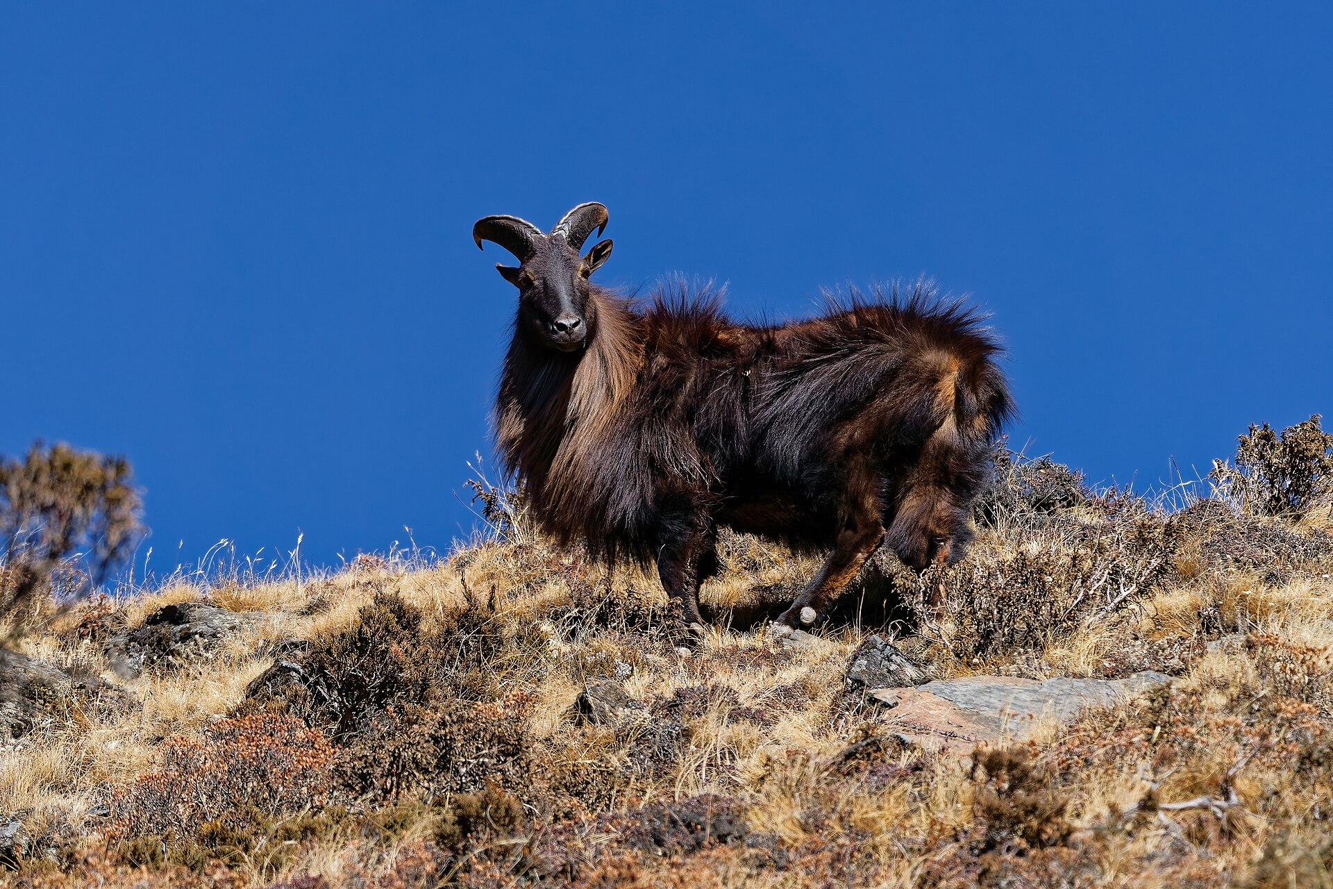 Himalaya-Tahr mit dichtem Fell
