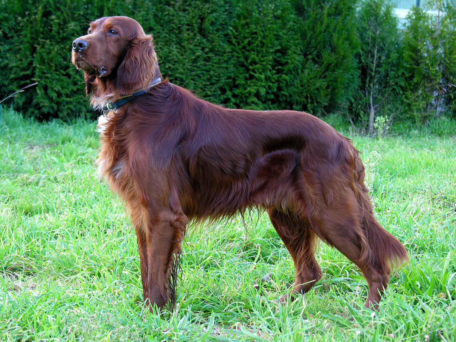 Irish Red Setter (Irischer Rote Setter), Jagdhund