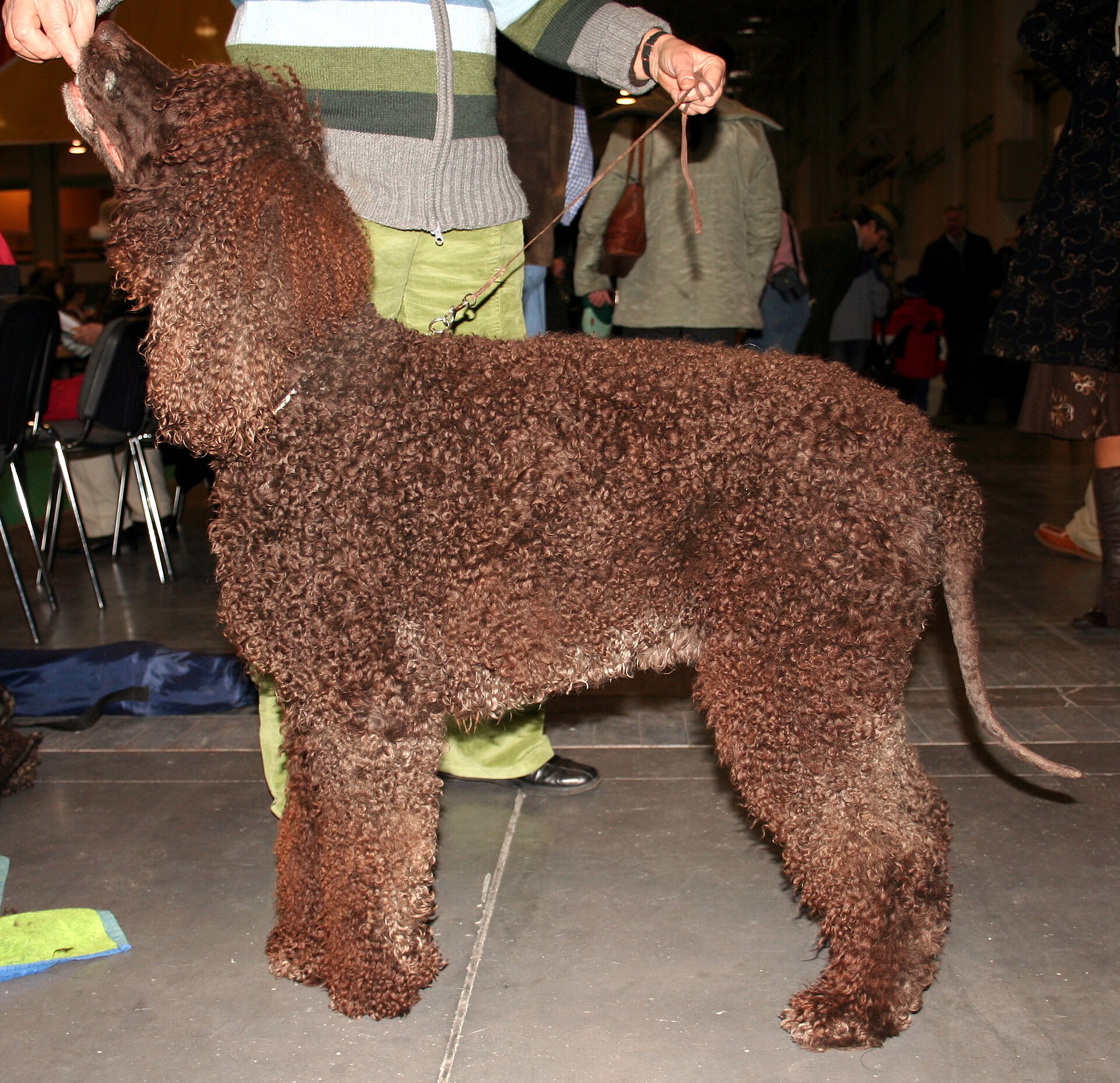 Irish Water Spaniel, Jagdhund