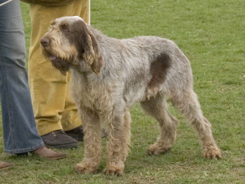 Italienischer Spinone (Spinone Italiano), Jagdhund