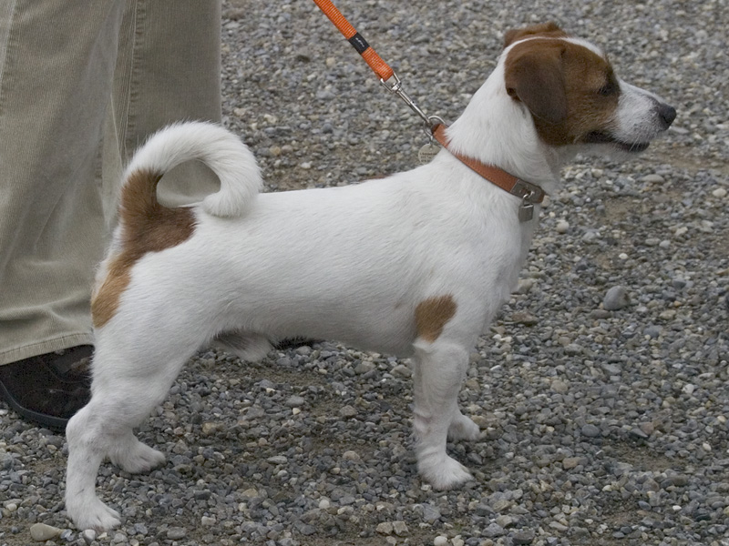 Jack Russell Terrier, Jagdhund