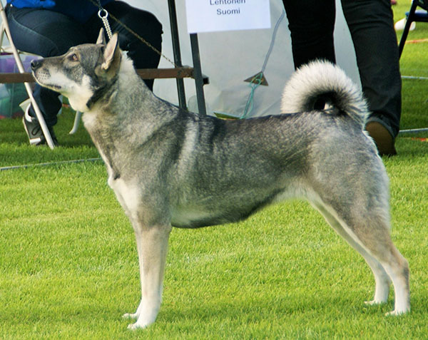 Jämthund (Schwedischer Elchhund), Jagdhund
