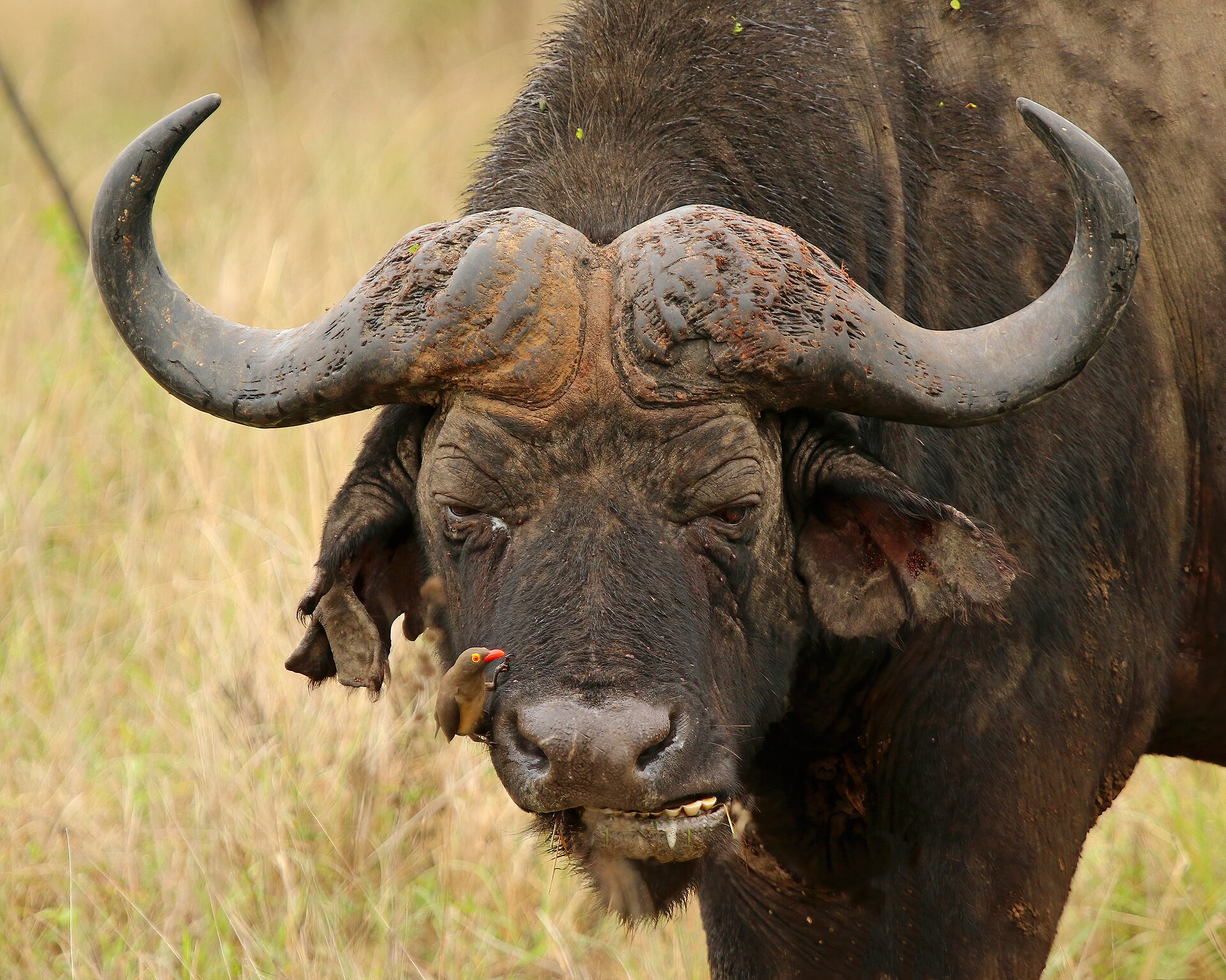 African buffalo ( Syncerus caffer ) male with red-billed oxpecker ( Buphagus erythrorhynchus ), Phinda Private Game Reserve, KwaZulu Natal, South Africa