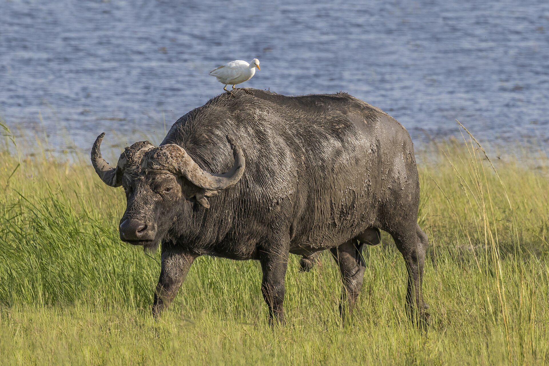 African buffalo ( Syncerus caffer caffer ) male with a Western cattle egret ( Ardea ibis ), Chobe National Park, Botswana