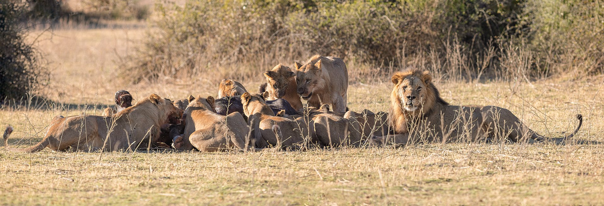 Pack of lions ( Panthera leo ) devouring an African buffalo ( Syncerus caffer caffer ), Chobe National Park , Botswana .