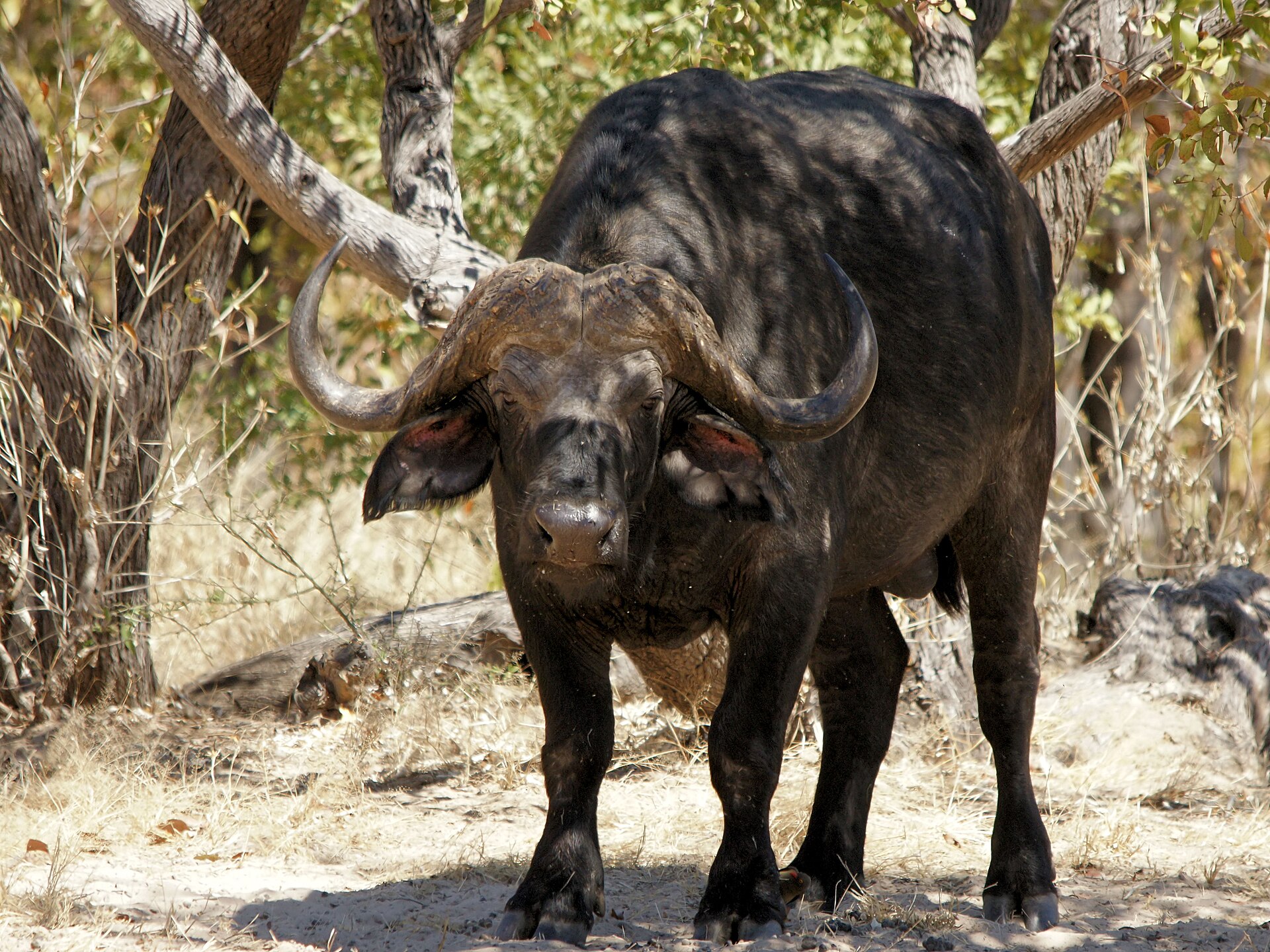 Männlicher Afrikanischer Büffel mit Hornschild