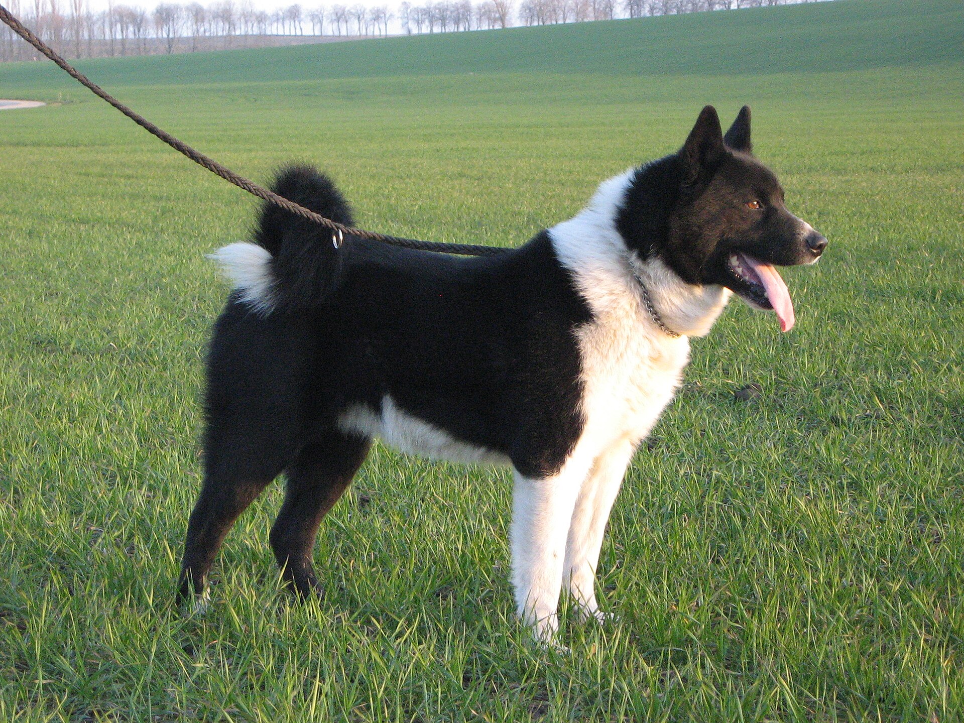 Karelischer Bärenhund (Karjalankarhukoira), Jagdhund