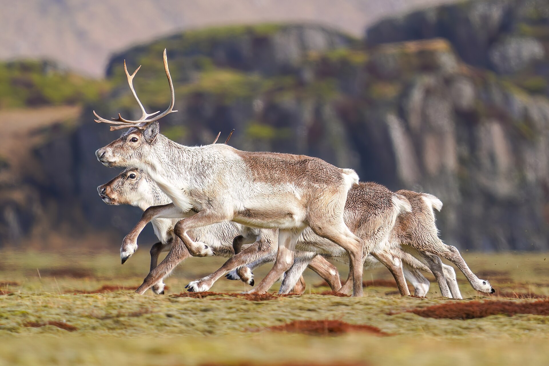 Herd of Reindeers running in Southern Iceland