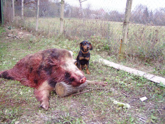 Slovenský Kopov (Slowakischer Laufhund, Schwarzwildbracke)