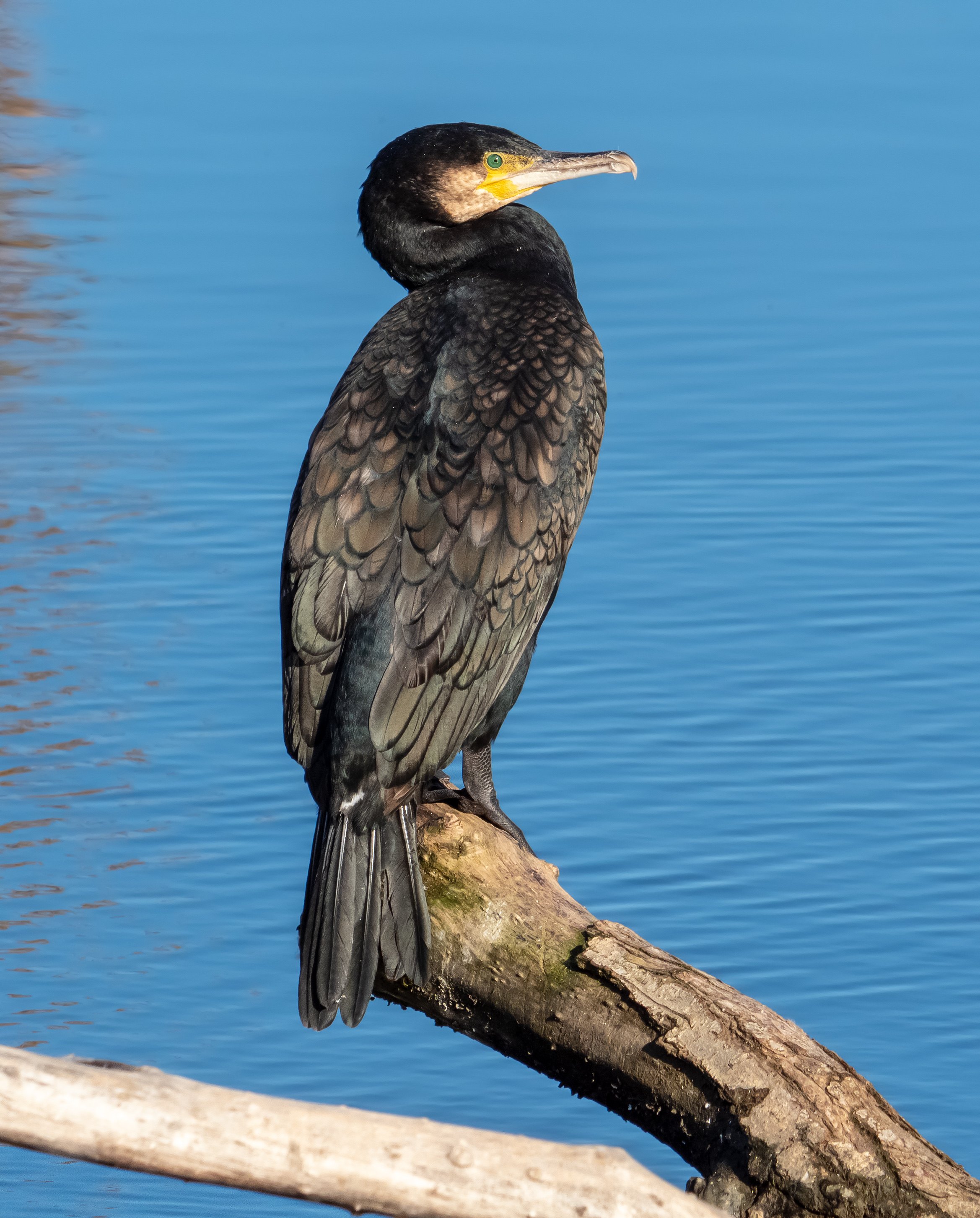 Kormoran auf einem Ast über dem Wasser, schwarzes Gefieder, gelbe Kehlhaut und Hakenschnabel