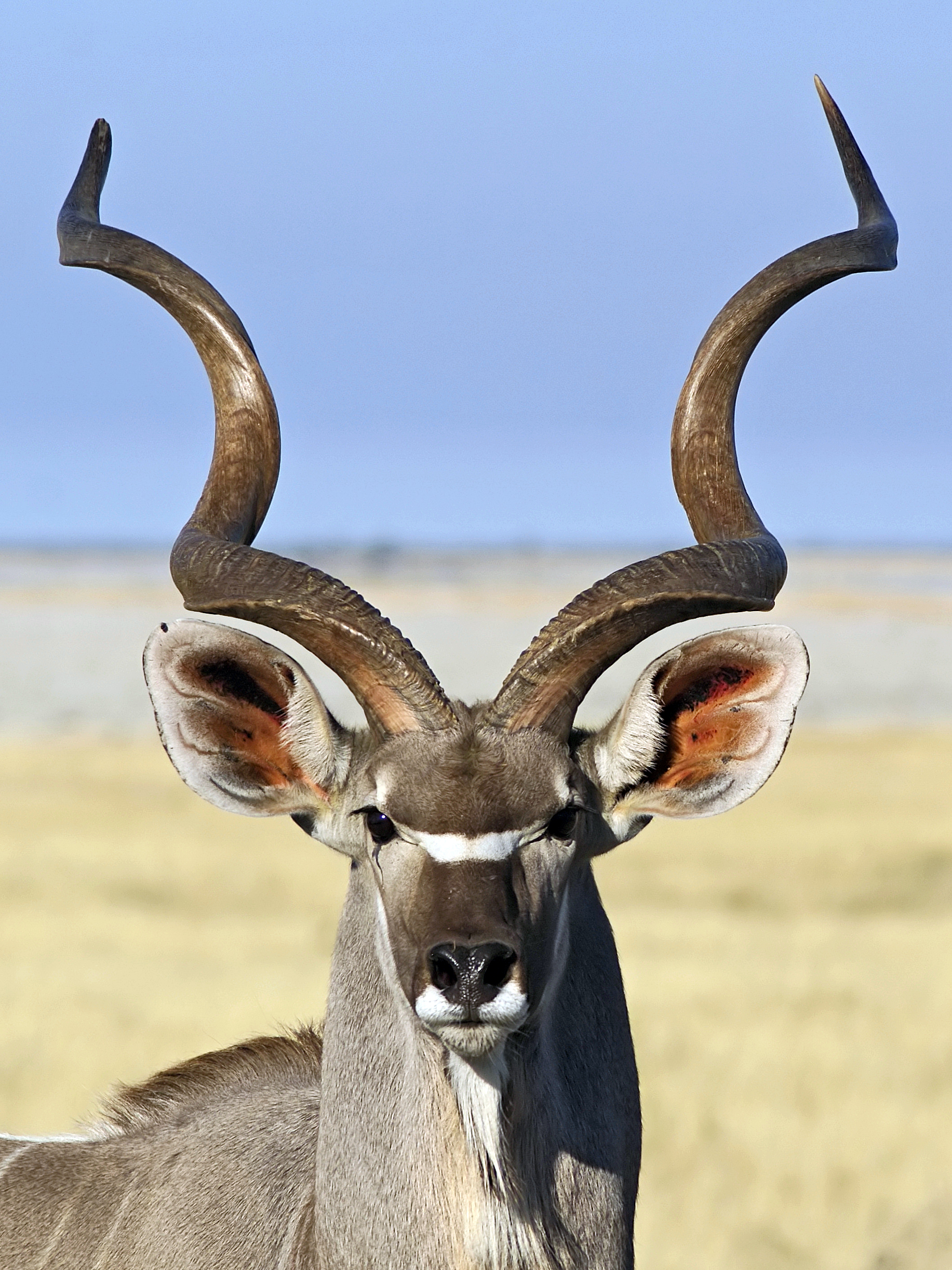 Portrait of a Greater Kudu bull near Groot Okevi, Etosha National Park, Namibia.