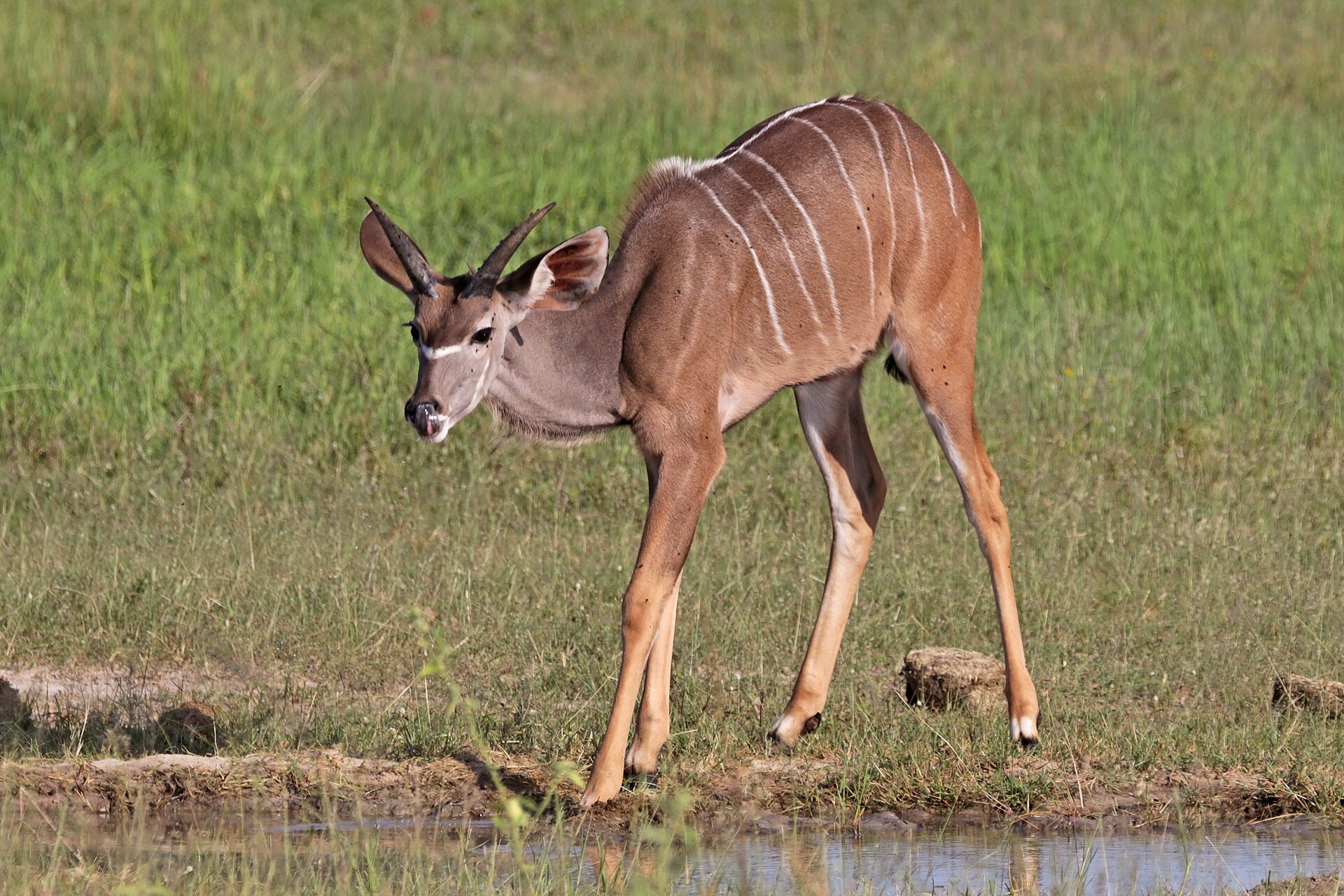 Greater kudu ( Tragelaphus strepsiceros strepsiceros ) male calf, Chobe National Park, Botswana