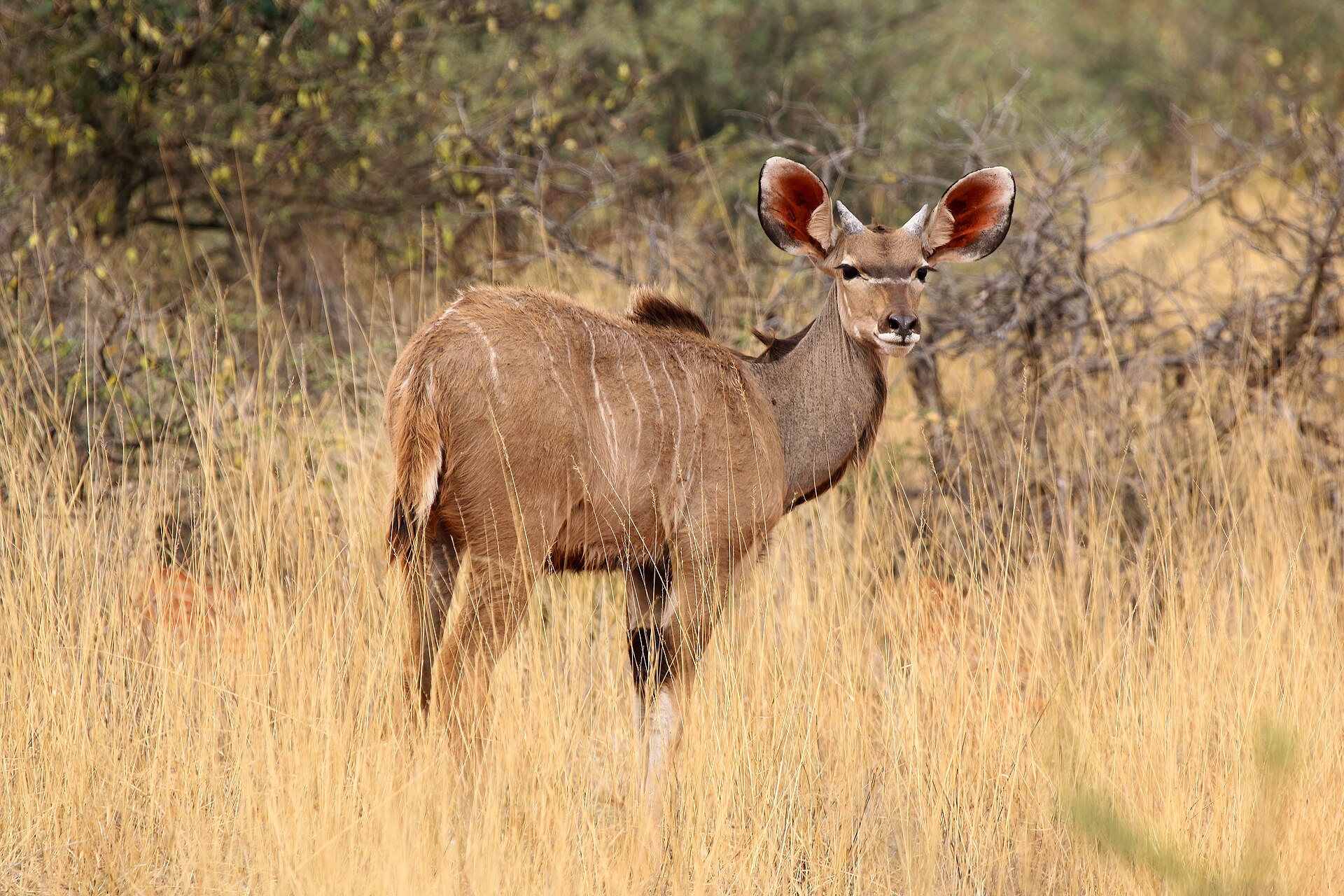 Greater kudu ( Tragelaphus strepsiceros ) male calf, Tswalu Kalahari Reserve, South Africa
