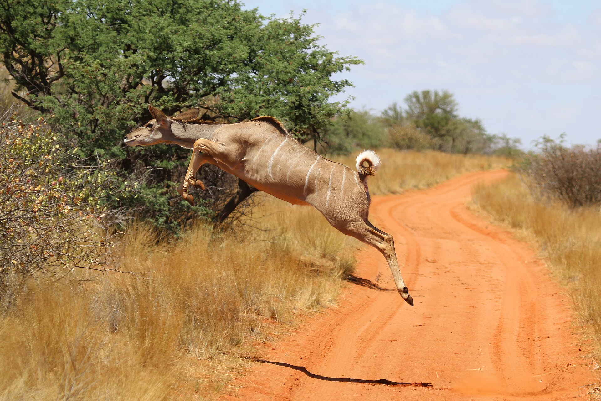 Greater kudu ( Tragelaphus strepsiceros ) cow, Tswalu Kalahari Reserve, South Africa