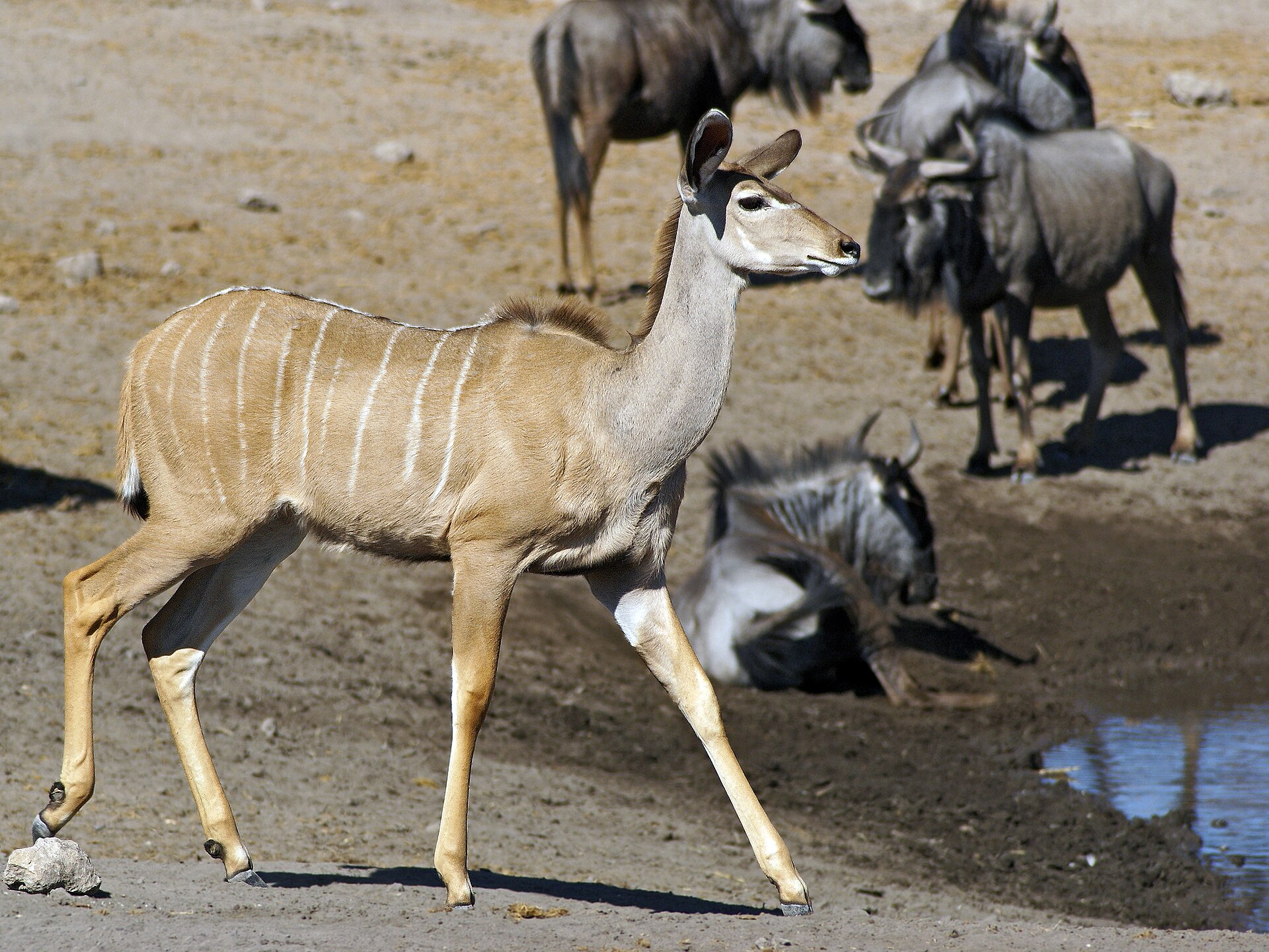 A Greater Kudu cow at Chudop waterhole, Etosha, Namibia