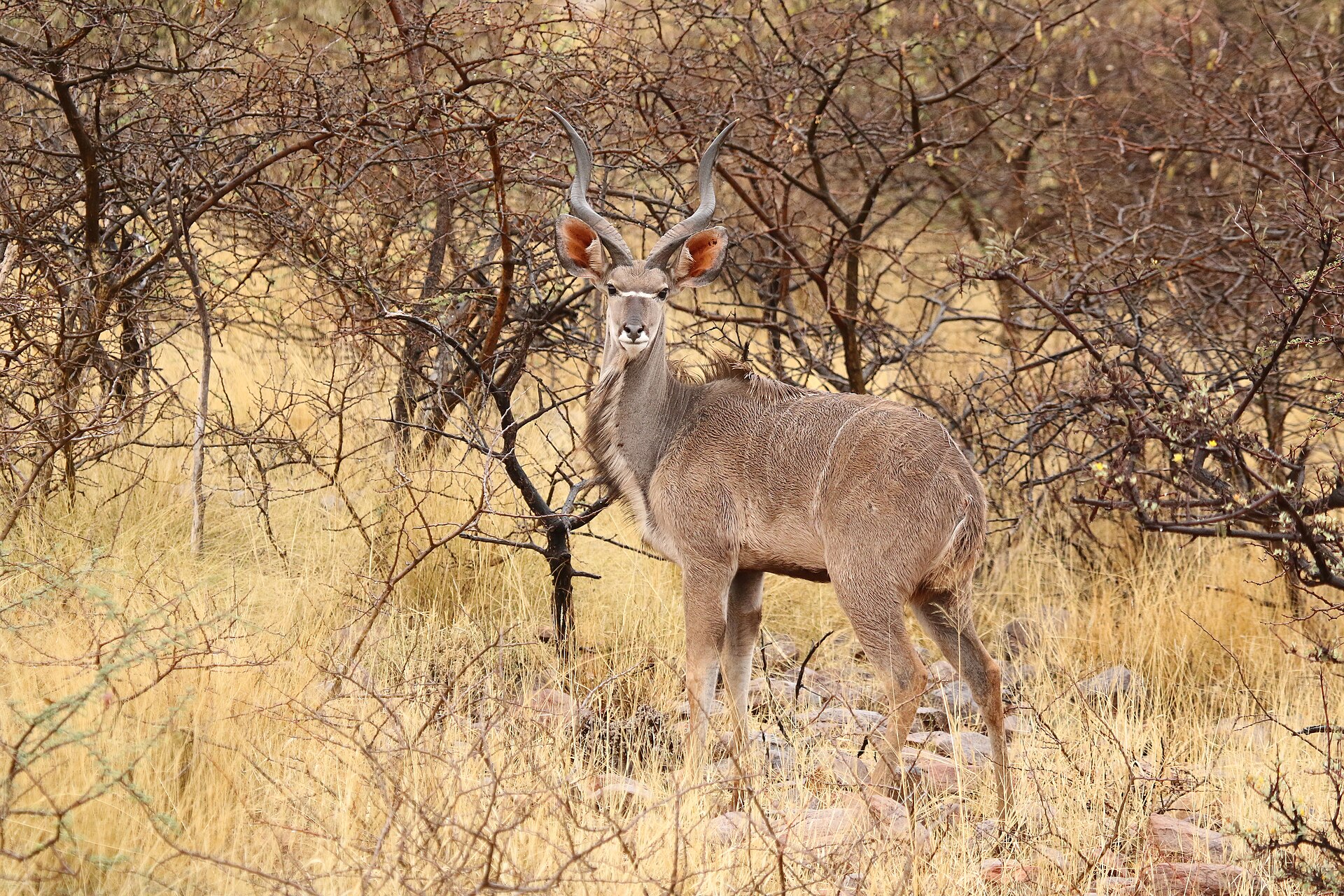 Männlicher Großer Kudu mit Spiralhörnern