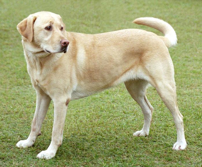 Labrador Retriever (im jagdlichen Einsatz), Jagdhund