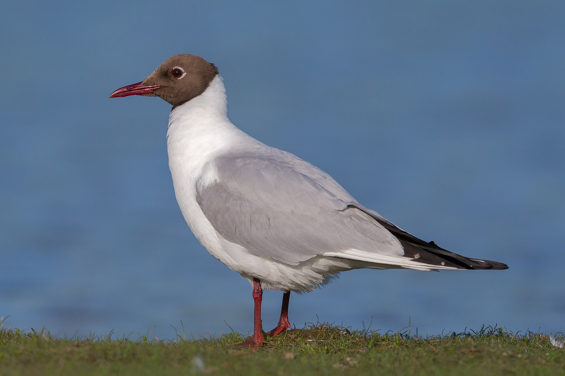 Lachmöwe