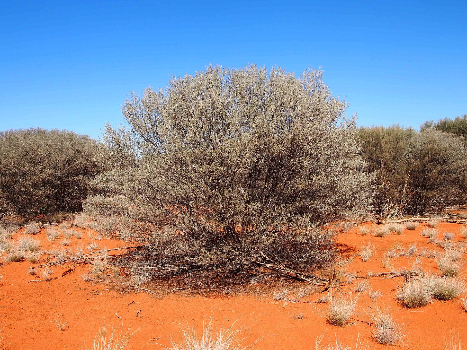 Landschaft in Australien