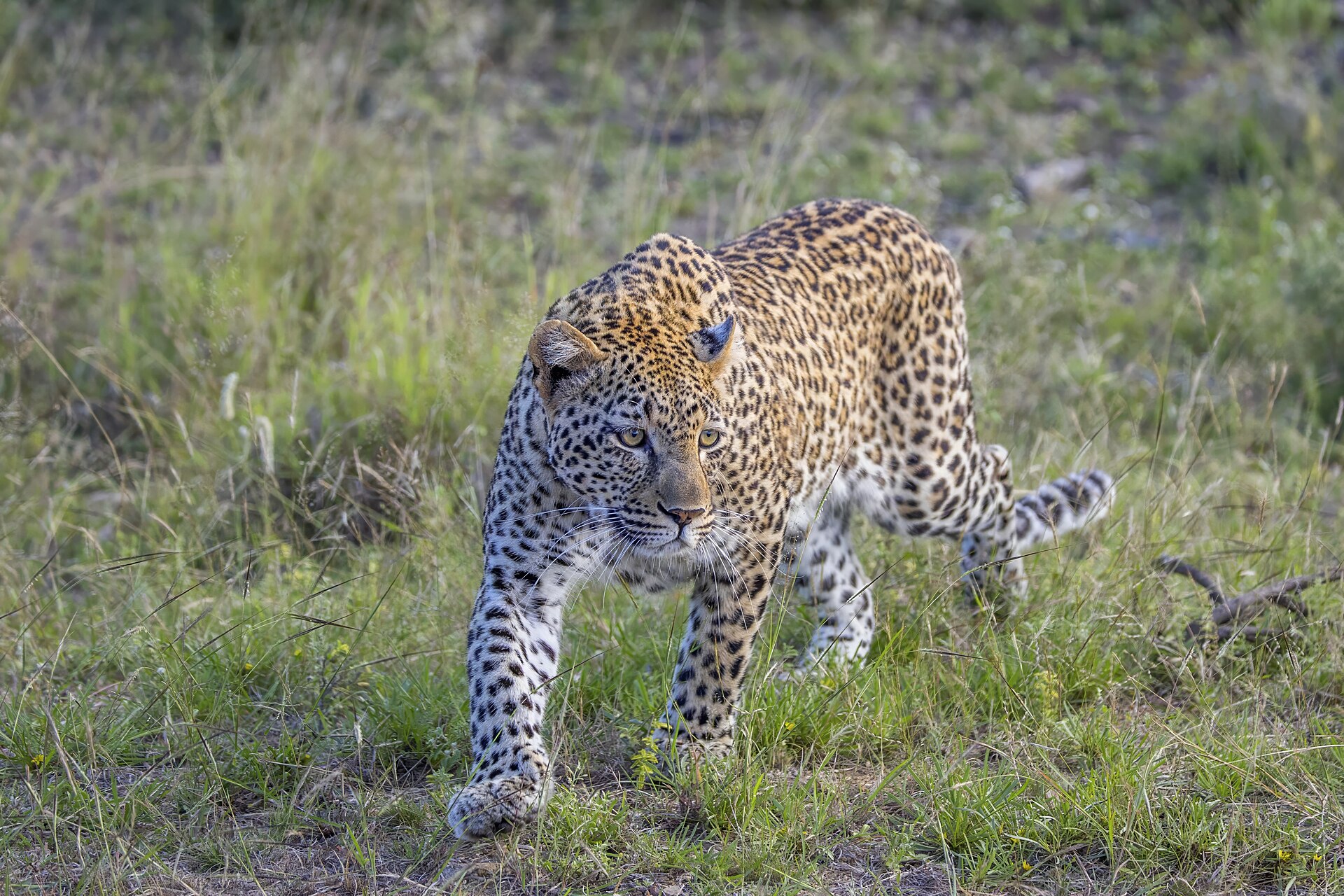 Leopard ( Panthera pardus pardus ), Kruger National Park, South Africa. Identified as Tatiana, female, six years old.